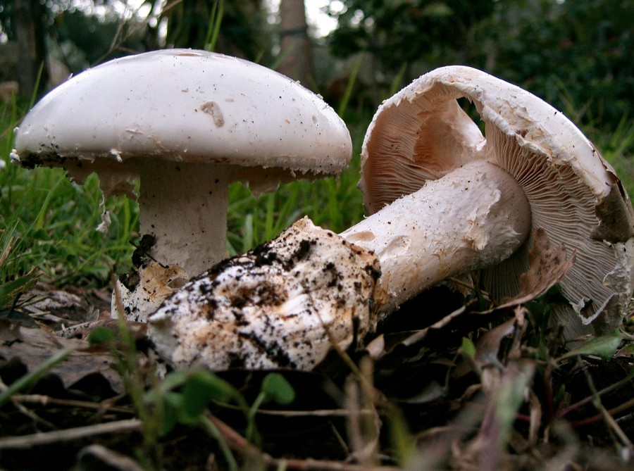 Amanita ovoidea